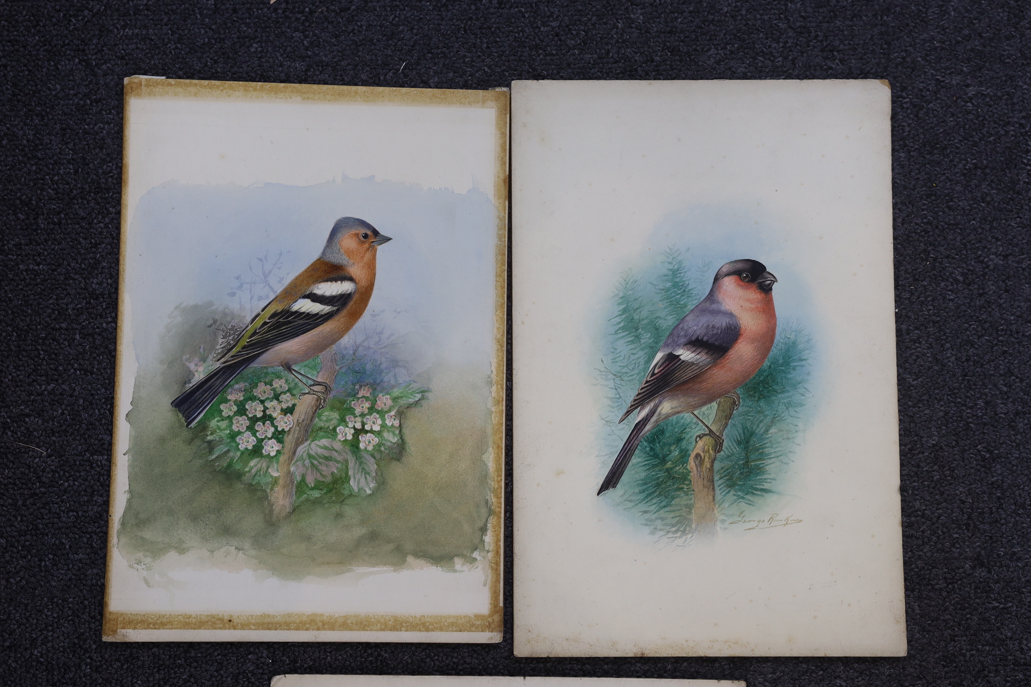 George Rankin (1864-1937) three watercolours on card, Chaffinch, Bullfinch and Coal Tit, largest 29 x 24cm, unframed